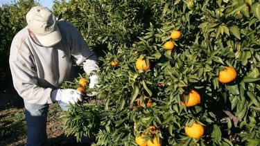 Piden el libre tránsito de la producción citrícola local en Tucumán