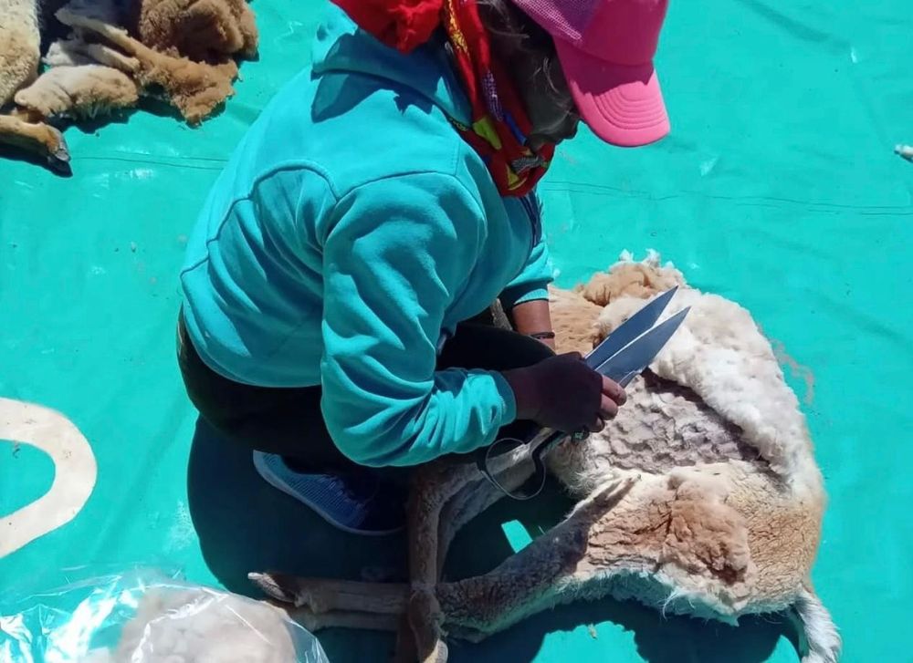 Esquila. Tras un manejo respetuoso y cuidadoso, las vicuñas fueron liberadas a su hábitat natural.